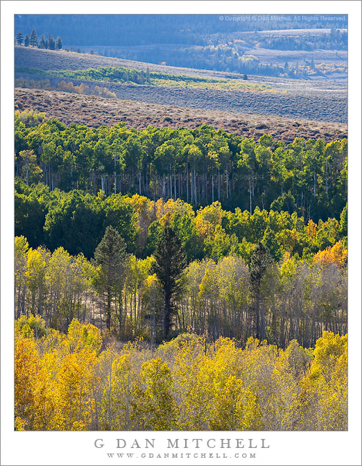 Conway Summit Aspens, Autumn Conway Summit Aspens, Autumn