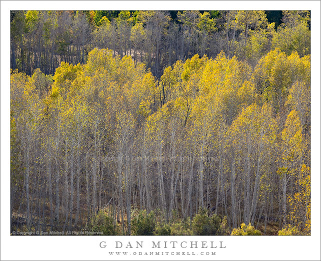 Golden Aspen Grove, Conway Summit Golden Aspen Grove, Conway Summit