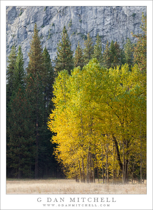 Trees and Cliff, Morning Light, Ahwahnee Meadow