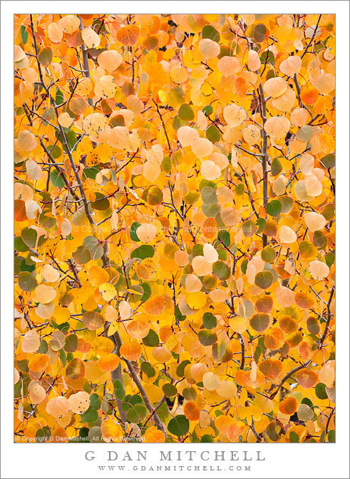 Aspen Color - Wall of Leaves