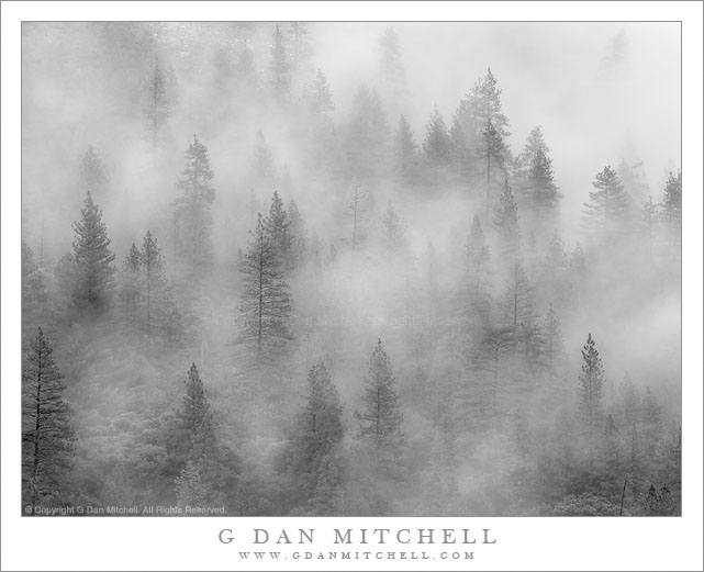 Forest and Evening Fog Forest and Evening Fog