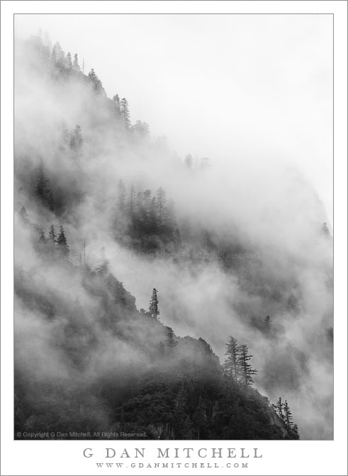 Fog-Shrouded Trees and Ridges, Yosemite Valley Fog-Shrouded Trees and Ridges, Yosemite Valley