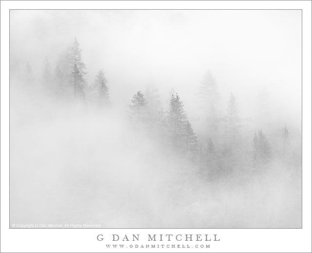 Fog and Trees, Yosemite Valley