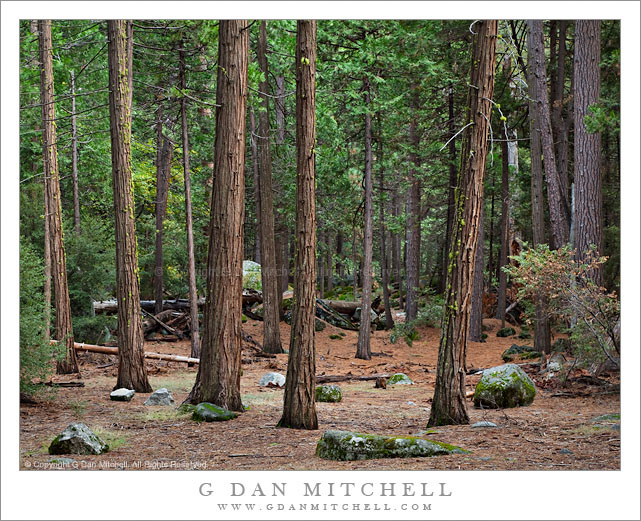 Forest, Upper Yosemite Valley Forest, Upper Yosemite Valley