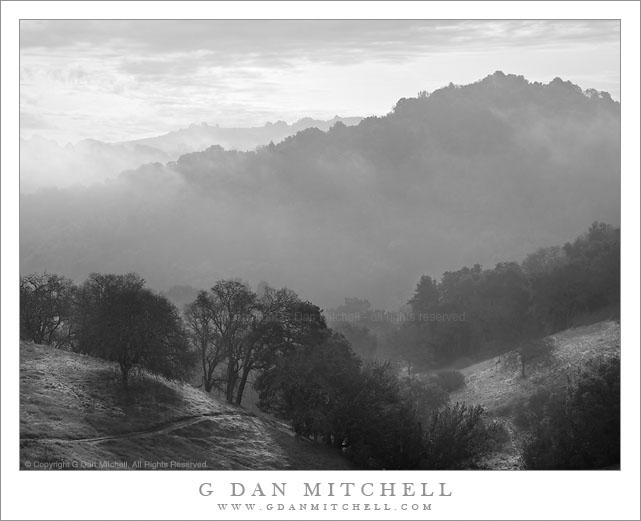 Oaks and Hills, Winter Fog Oaks and Hills, Winter Fog