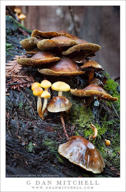 Mushrooms, Redwood Log Winter mushrooms grow on a redwood log at Muir Woods National Monument.