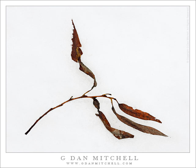 Autumn Leaves in Snow