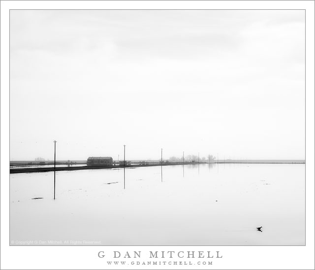 Bird, Flooded Fields Bird, Flooded Fields