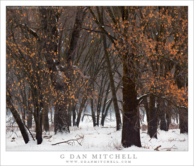 Black Oaks in Winter Fog and Snow Black Oaks in Winter Fog and Snow