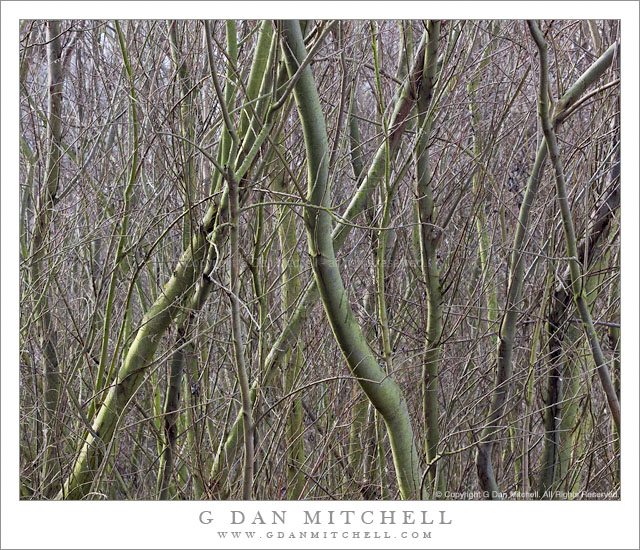 Winter Willows, Cosumnes River