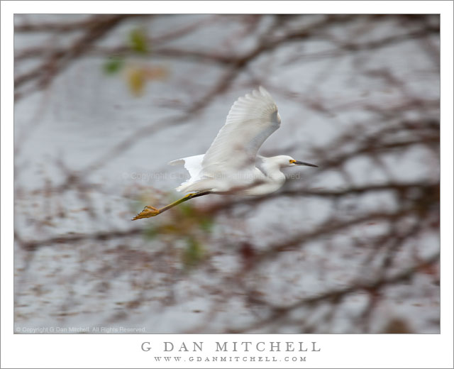 Egret in Flight Egret in Flight