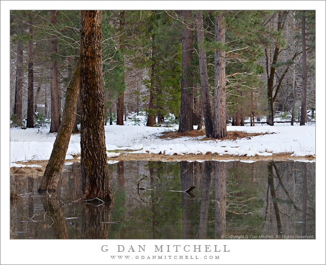 Forest and Pond, Winter Forest and Pond, Winter