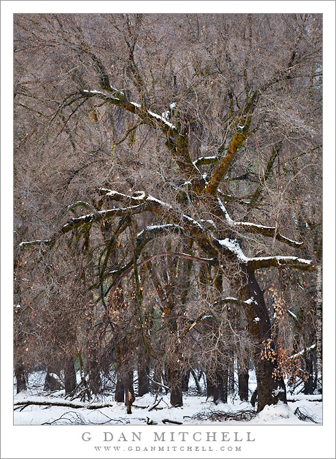 Snow Dusted Oaks, El Capitan Meadow Snow Dusted Oaks, El Capitan Meadow