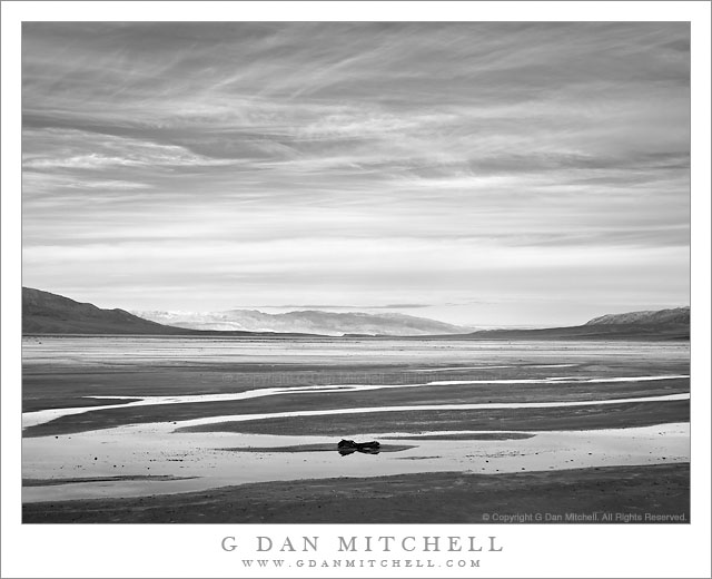 Branch, Water on Salt Flats