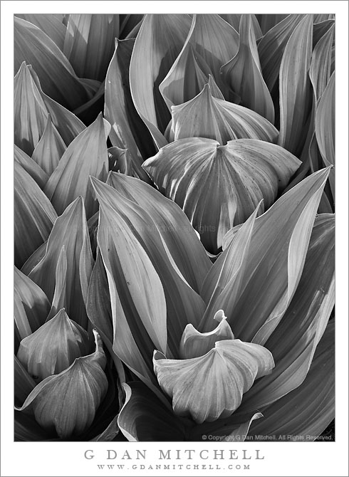 Corn Lilies - Sierra Nevada Corn Lilies - Sierra Nevada