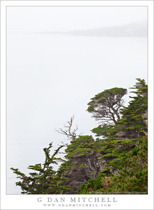 Monterey Cypress Trees, Fog, Carmel Peninsula Monterey Cypress Trees, Fog, Carmel Peninsula
