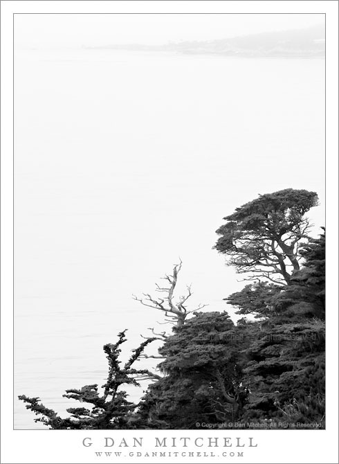 Monterey Pines, Fog Monterey Pines, Fog