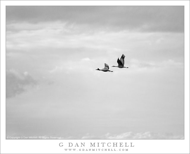Two Sandhill Cranes, Winter Sky