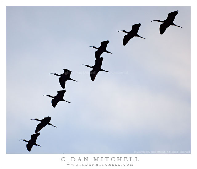 Silhouettes, Flock of White Faced Ibises