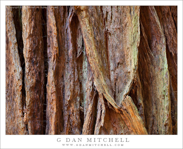 Redwood Trunk, Detail Redwood Trunk, Detail