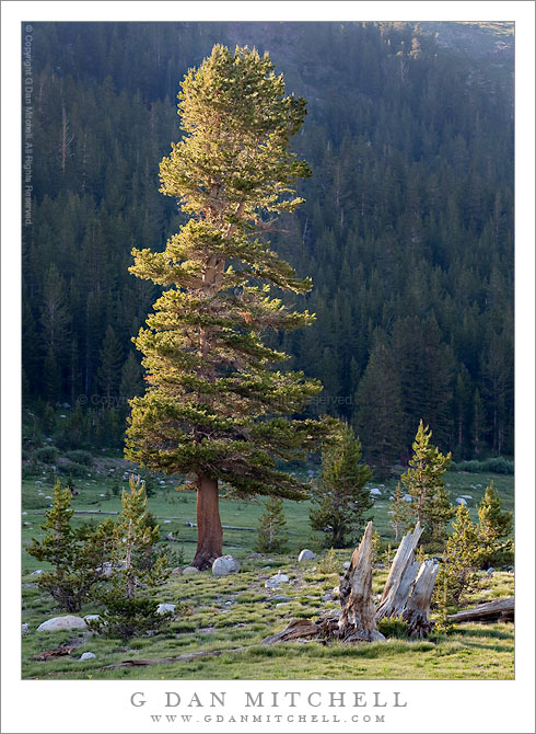 Lodgepole Pine, Evening Shadows