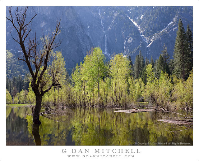 Spring Flooding, Merced River Spring Flooding, Merced River
