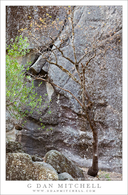 Oak, Laurel, and Granite