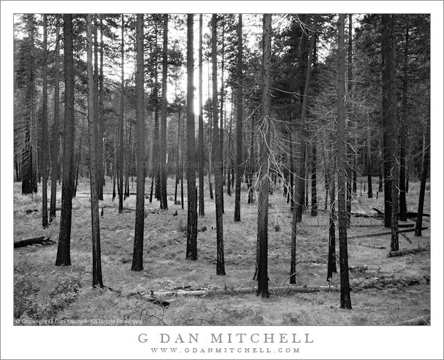 Burned Forest, Yosemite Valley, Autumn