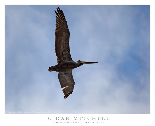 Pelican Against Blue Sky Pelican Against Blue Sky