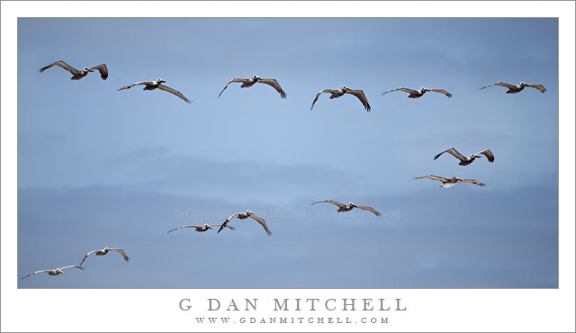 Pelican Flock, Waddell Creek Beach Pelican Flock, Waddell Creek Beach