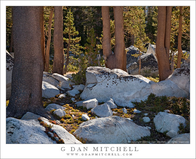Boulders and Trees, Lower Young Lake Boulders and Trees, Lower Young Lake