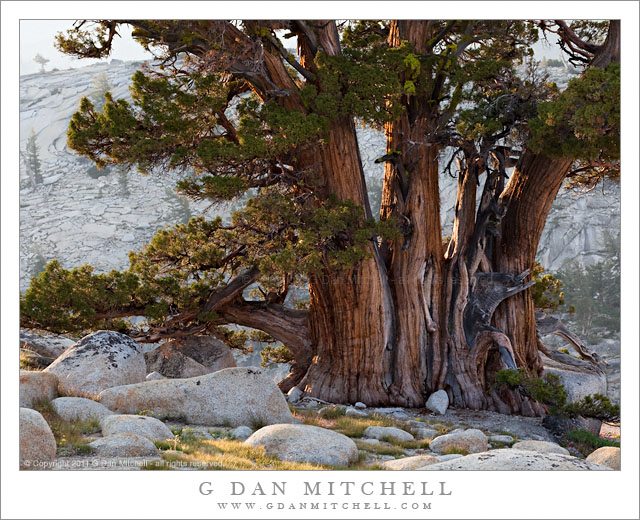 Juniper Trees, Morning Light