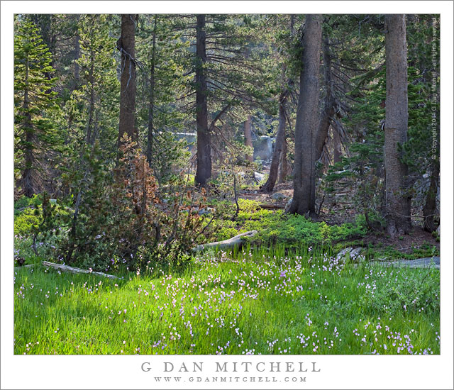 Forest Meets Meadow, Yosemite Forest Meets Meadow, Yosemite