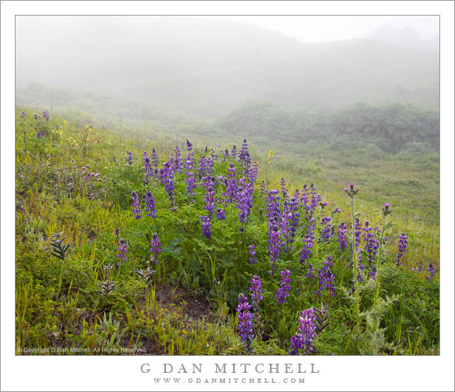 Lupine and Fog