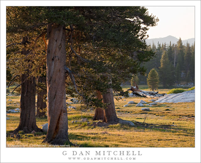Tuolumne Meadows Trees, Sunset Tuolumne Meadows Trees, Sunset