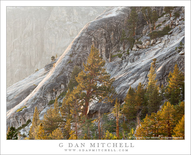 Trees and Granite Cliffs, Evening Light Trees and Granite Cliffs, Evening Light