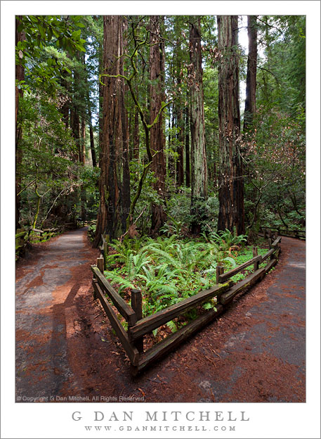 Muir Woods National Monument Trail Junction, Redwood Forest and Ferns