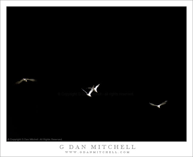 Seagulls, Night Sky Seagulls, Night Sky