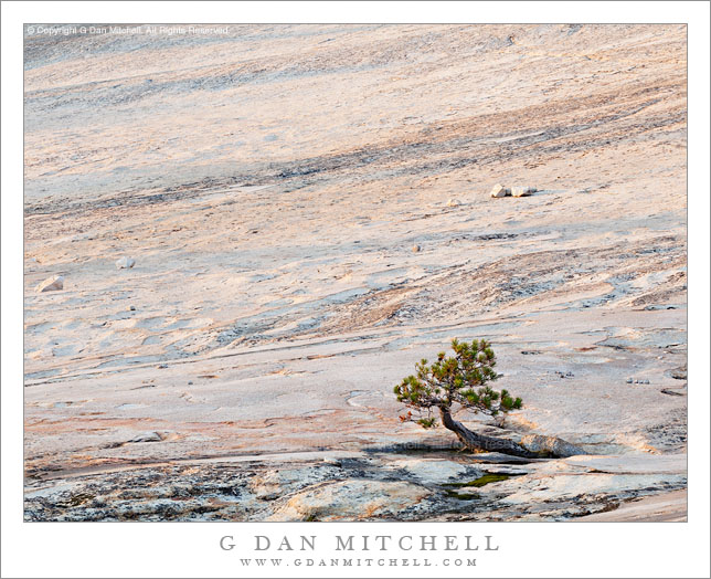 Tree in Granite Bowl, Sunset Tree in Granite Bowl, Sunset