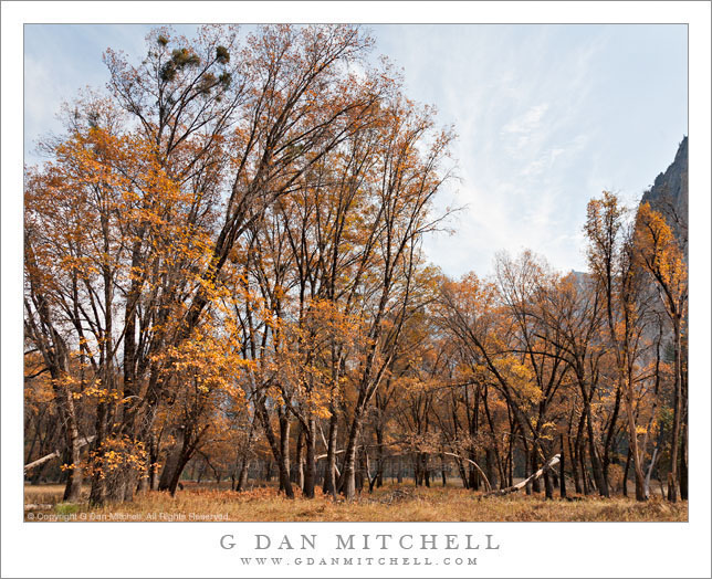 Autumn Color, Yosemite Valley Autumn Color, Yosemite Valley