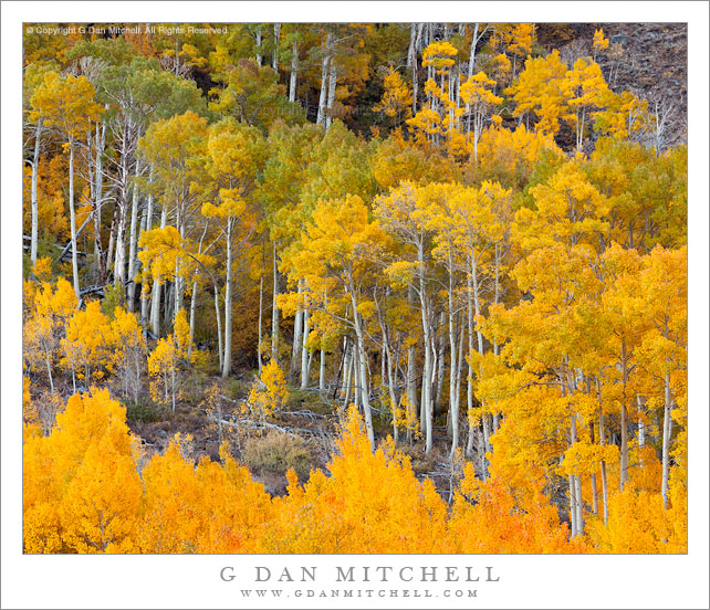 Aspen Color, South Fork Bishop Creek Aspen Color, South Fork Bishop Creek