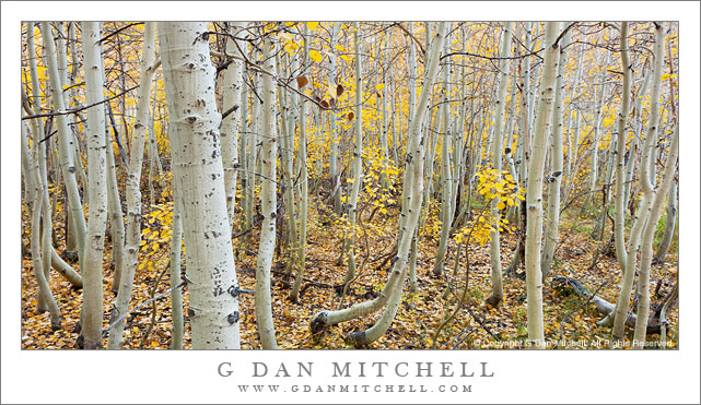 Dense Aspen Grove, Bishop Creek Dense Aspen Grove, Bishop Creek
