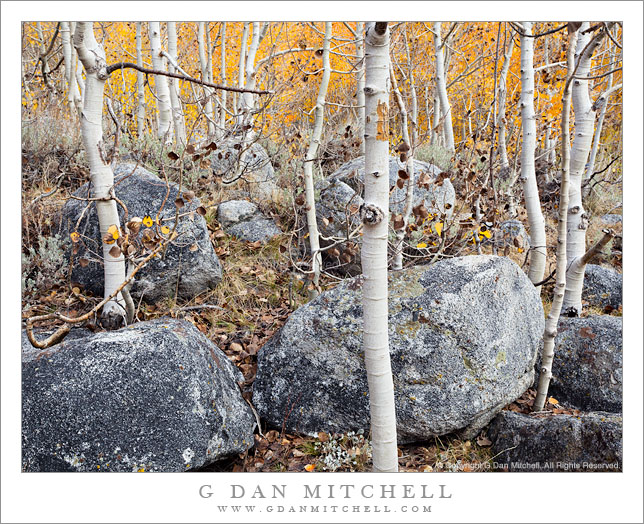 Aspen Grove, Boulders Aspen Grove, Boulders