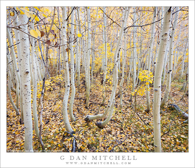 Aspen Grove, Filtered Light Aspen Grove, Filtered Light