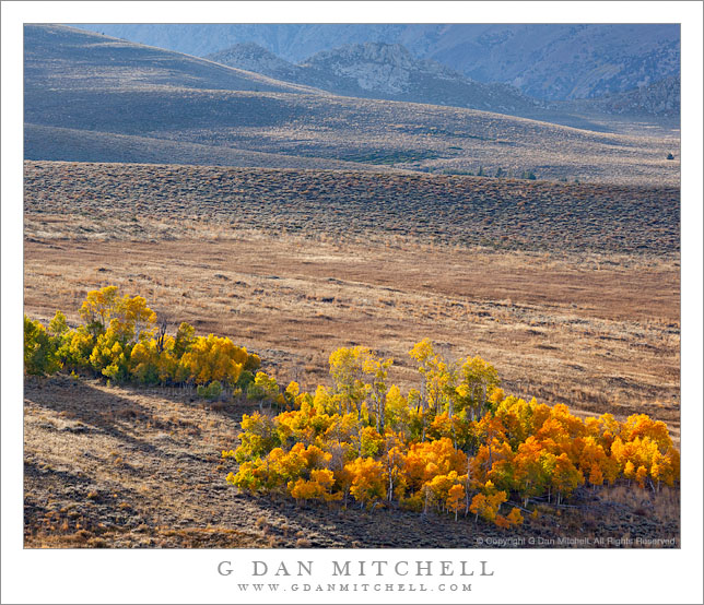 Aspen Groves, Afternoon Light Aspen Groves, Afternoon Light