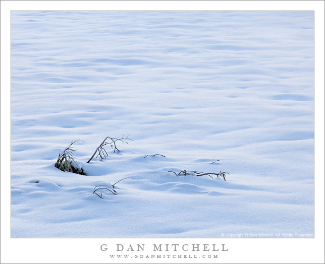 Early Snow, Buried Plants Early Snow, Buried Plants