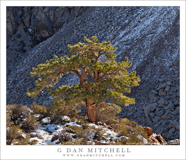 Lone Tree, Autumn Snow Lone Tree, Autumn Snow