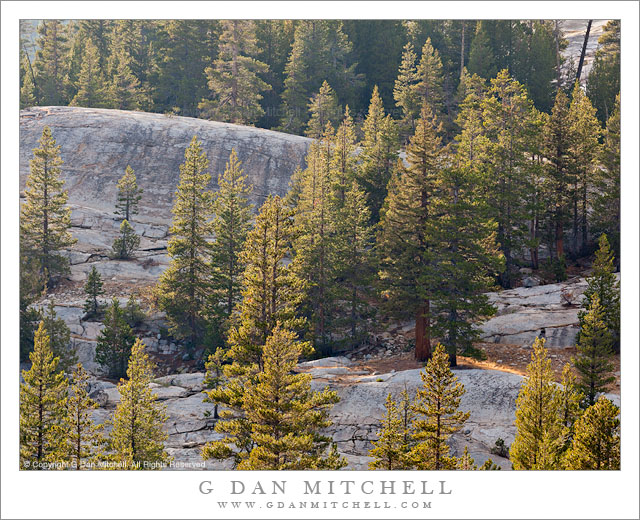 Forest and Granite Forest and Granite