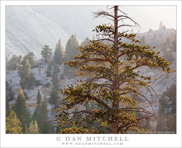 Trees, Granite, and Afternoon Haze
