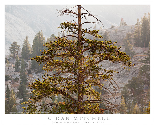 Tree Above Glen Aulin Tree Above Glen Aulin